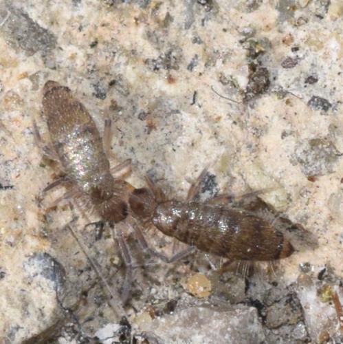 Réf. 281 030 : Willowsia sp.